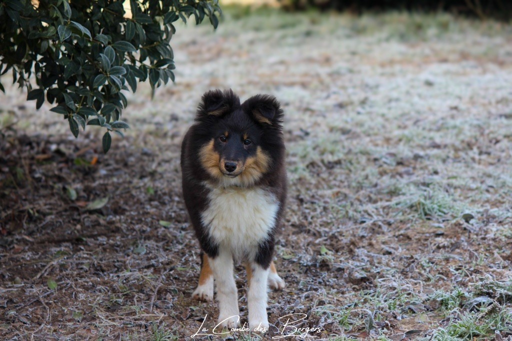 Les Shetland Sheepdog de l'affixe De La Combe Des Bergers