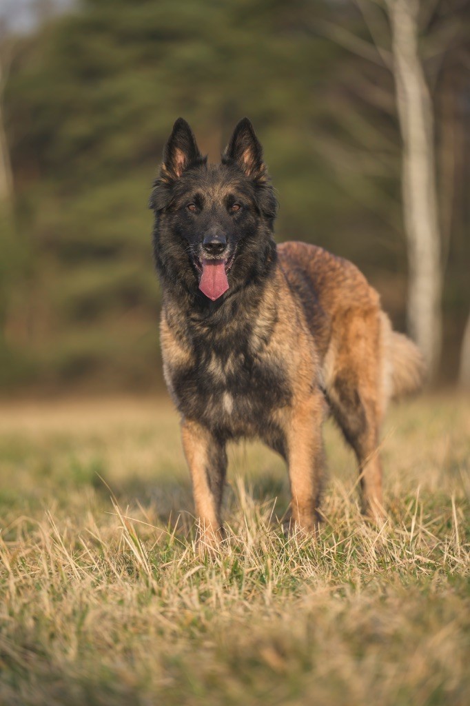 Plume d'ange du Domaine D'Emyty