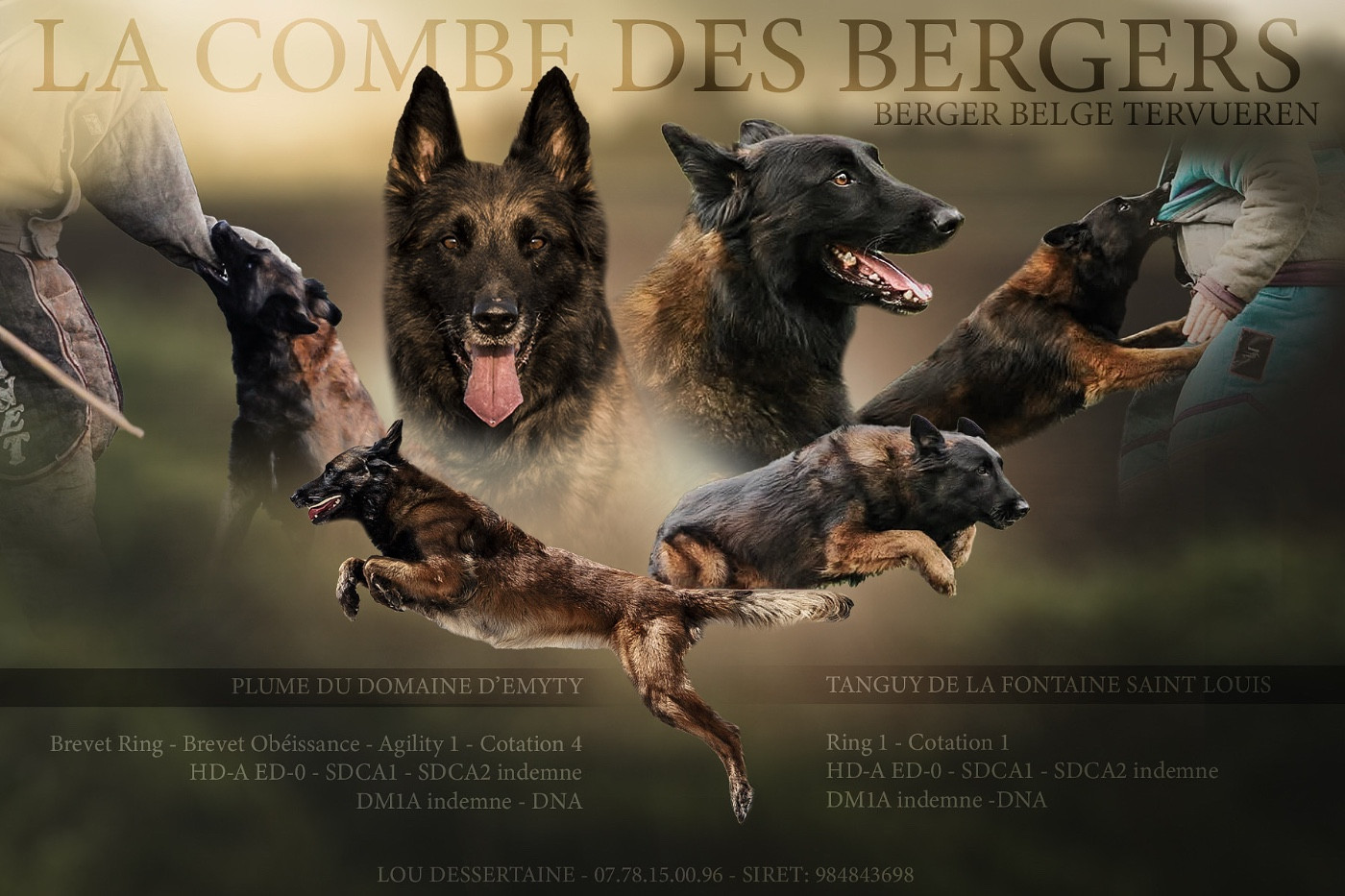 Chiot Berger Belge De La Combe Des Bergers