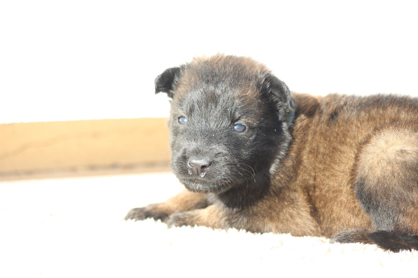 De La Combe Des Bergers - Chiots disponibles - Berger Belge