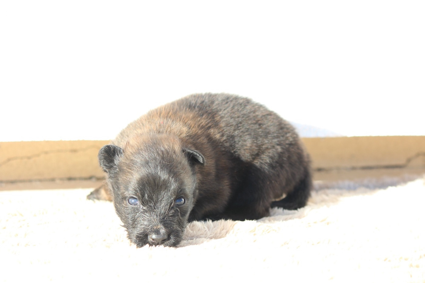 De La Combe Des Bergers - Chiots disponibles - Berger Belge