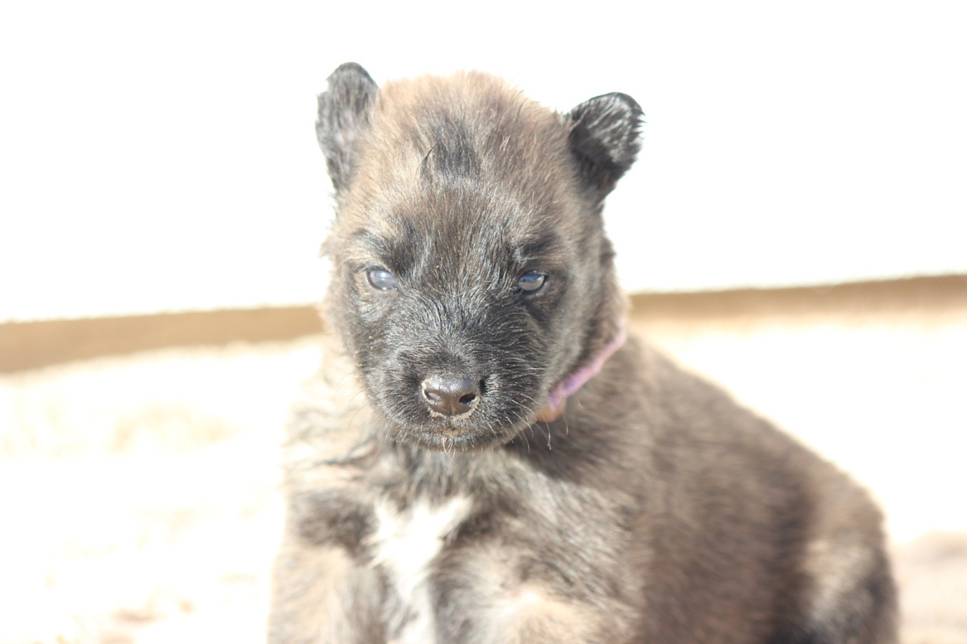 De La Combe Des Bergers - Chiots disponibles - Berger Belge