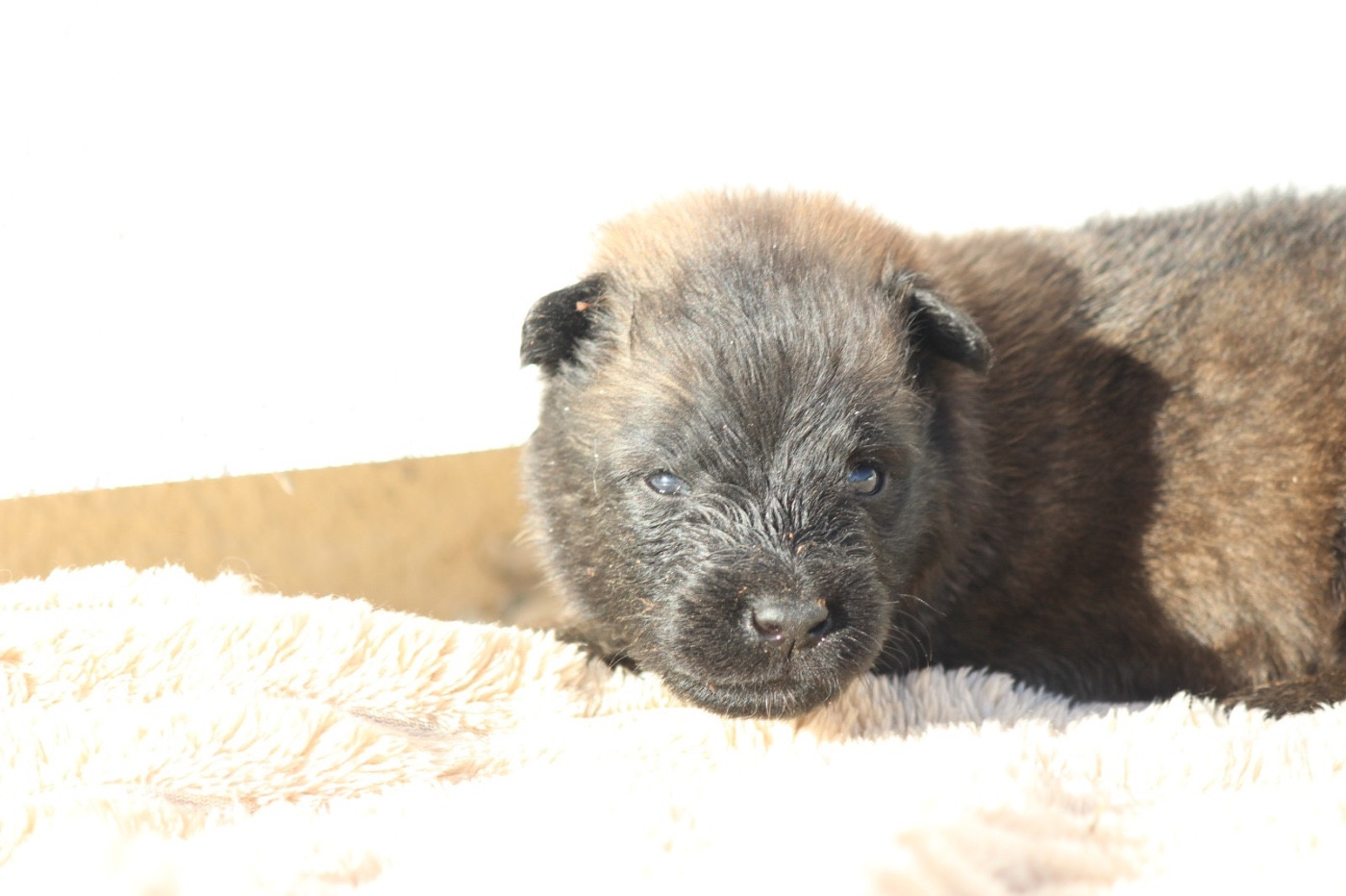 De La Combe Des Bergers - Chiots disponibles - Berger Belge