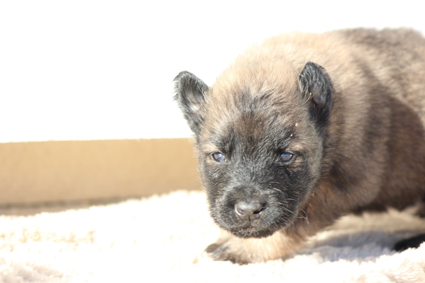 De La Combe Des Bergers - Chiots disponibles - Berger Belge