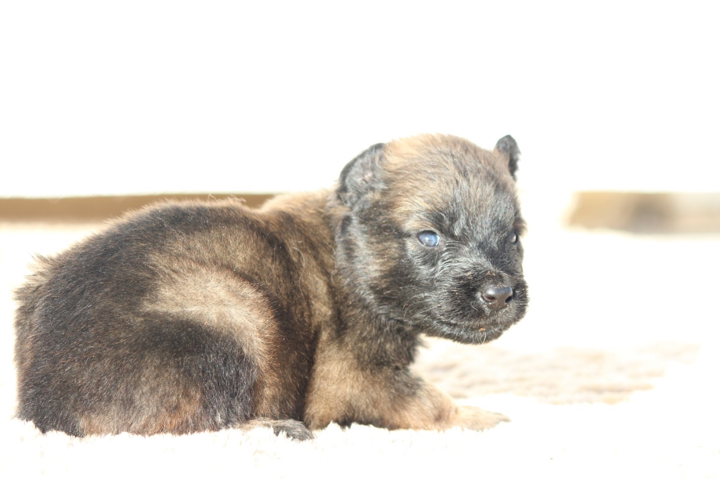 De La Combe Des Bergers - Chiots disponibles - Berger Belge