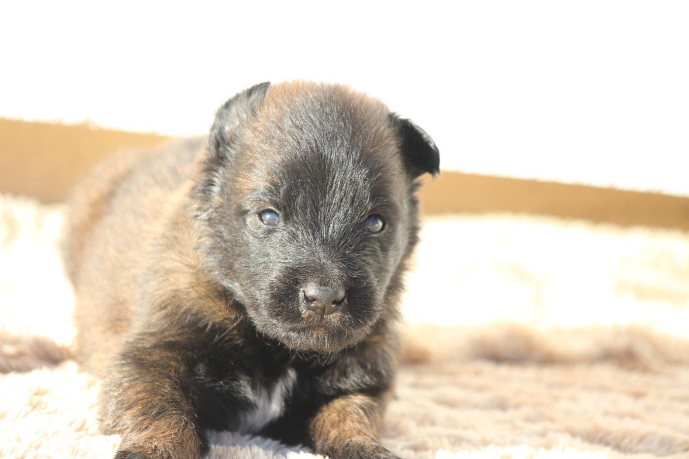 De La Combe Des Bergers - Chiots disponibles - Berger Belge