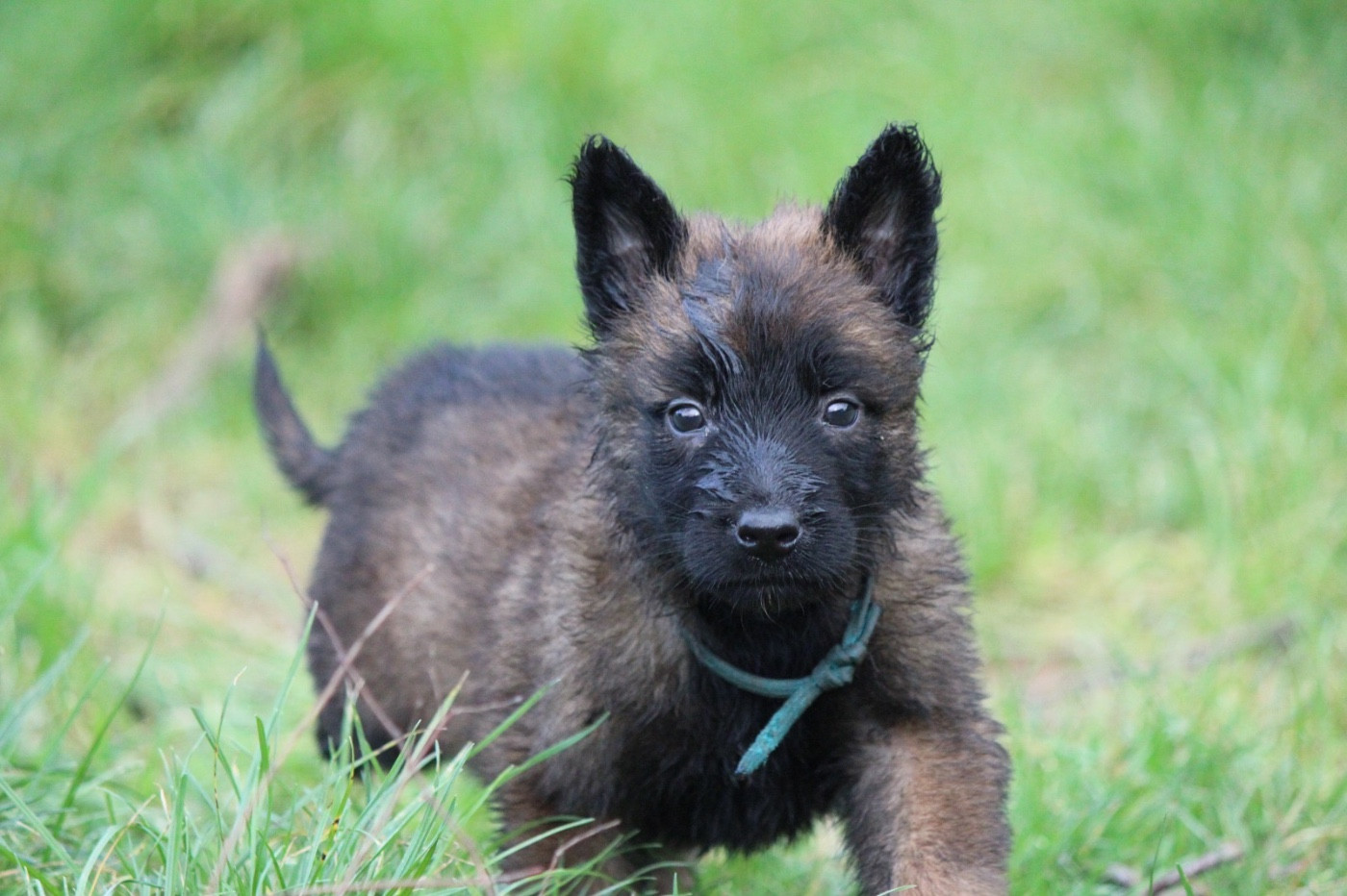 De La Combe Des Bergers - Chiots disponibles - Berger Belge