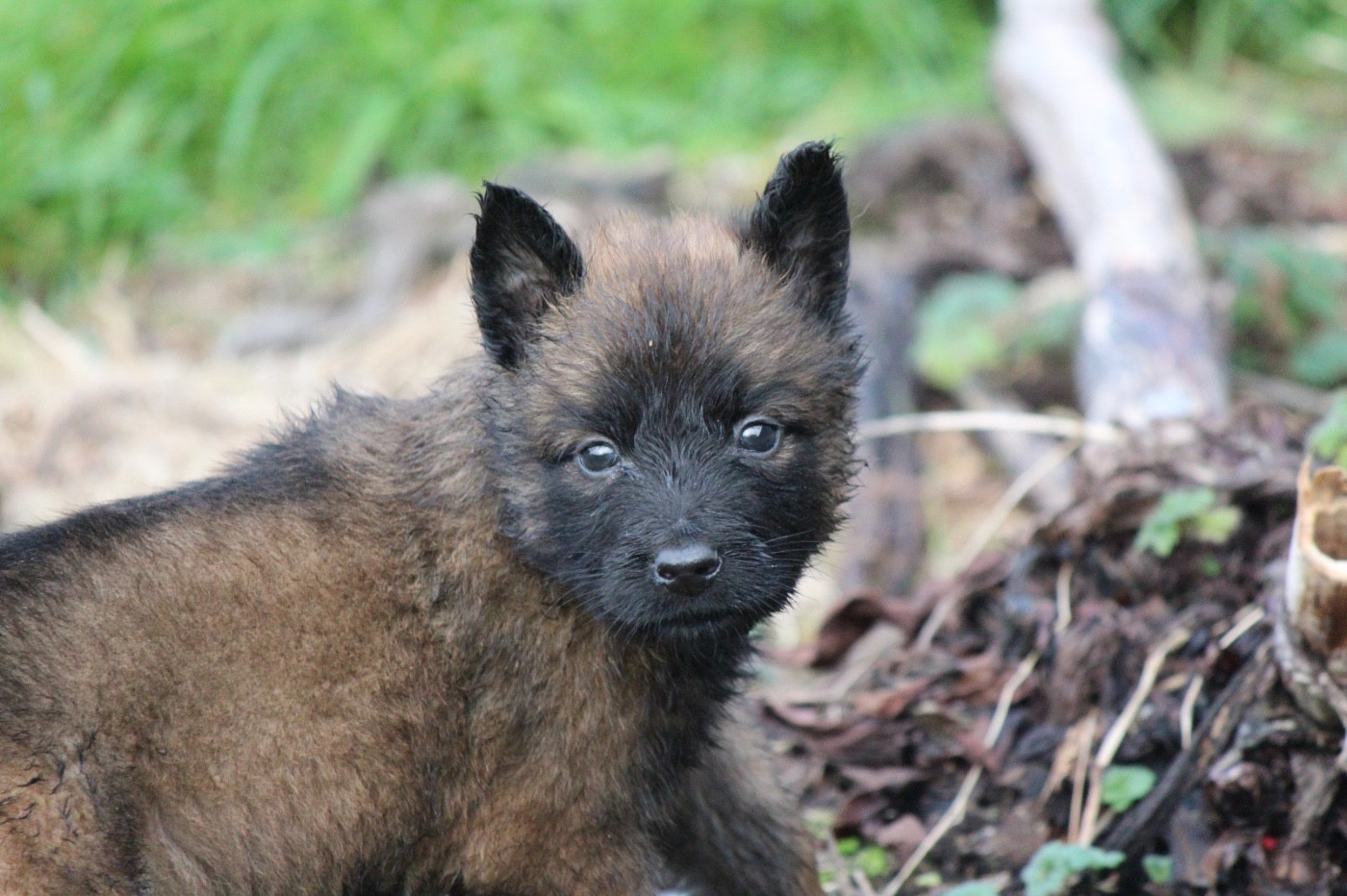 De La Combe Des Bergers - Chiots disponibles - Berger Belge
