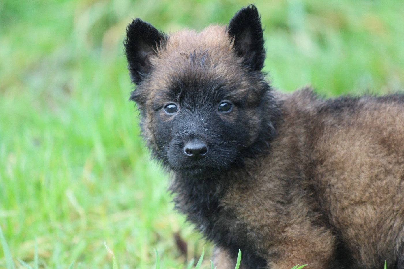 De La Combe Des Bergers - Chiots disponibles - Berger Belge