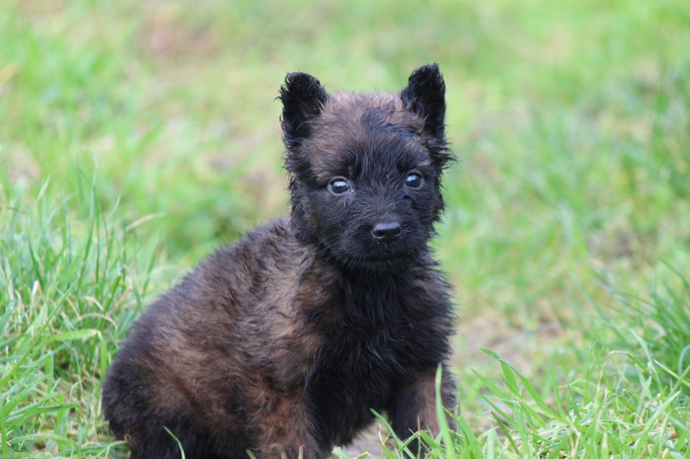 De La Combe Des Bergers - Chiots disponibles - Berger Belge