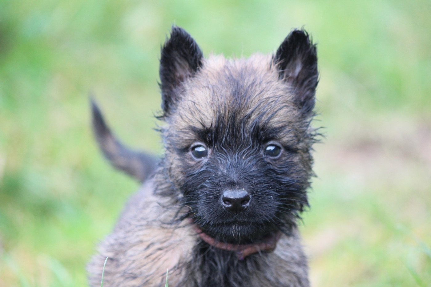 De La Combe Des Bergers - Chiots disponibles - Berger Belge