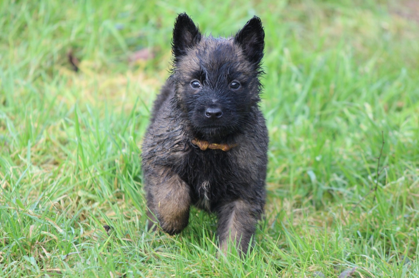De La Combe Des Bergers - Chiots disponibles - Berger Belge