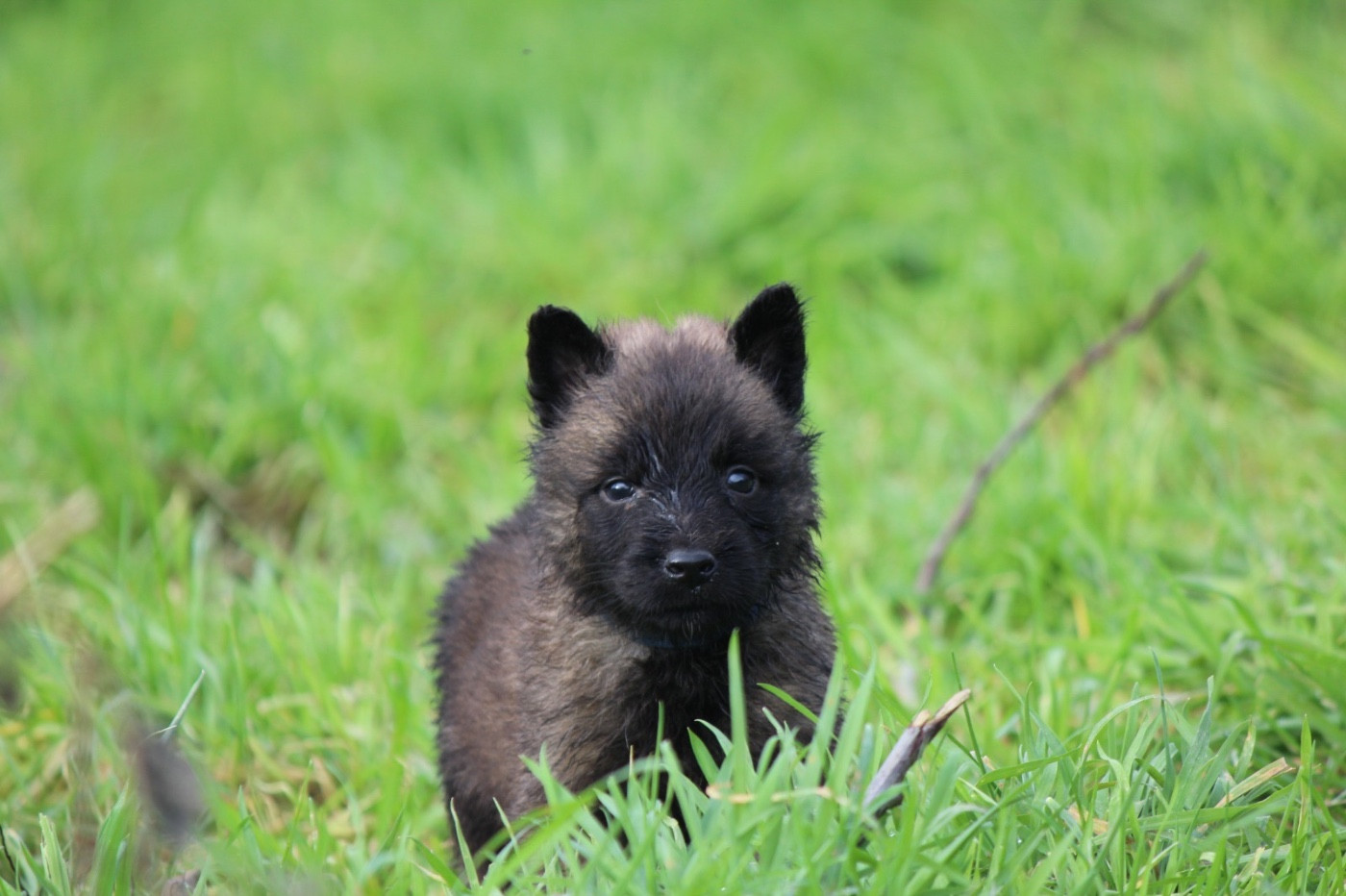 De La Combe Des Bergers - Chiots disponibles - Berger Belge