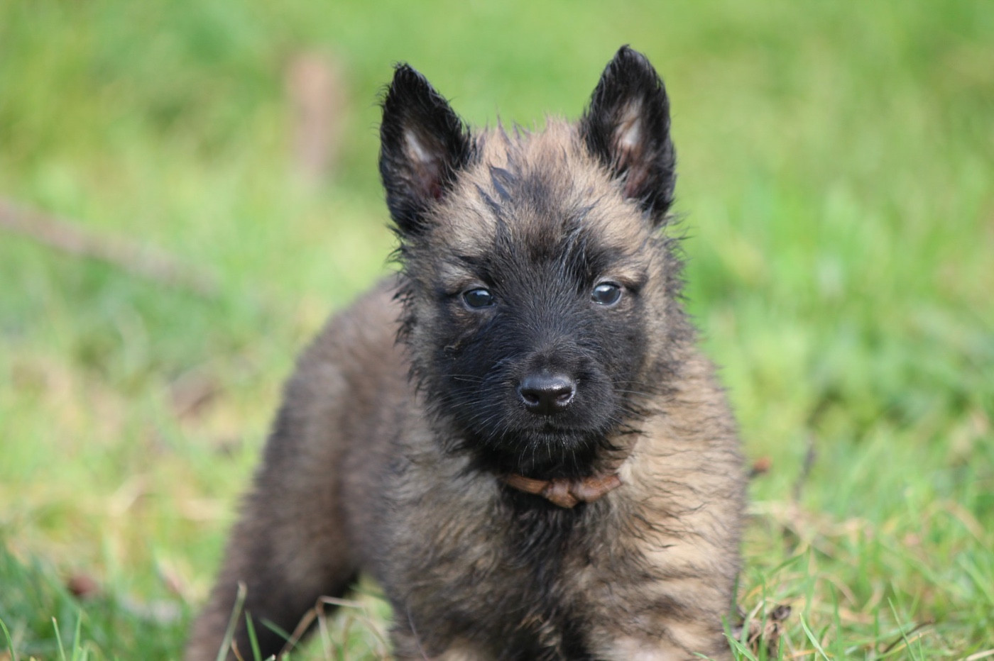 De La Combe Des Bergers - Chiots disponibles - Berger Belge