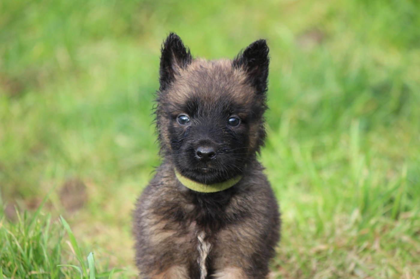 De La Combe Des Bergers - Chiots disponibles - Berger Belge