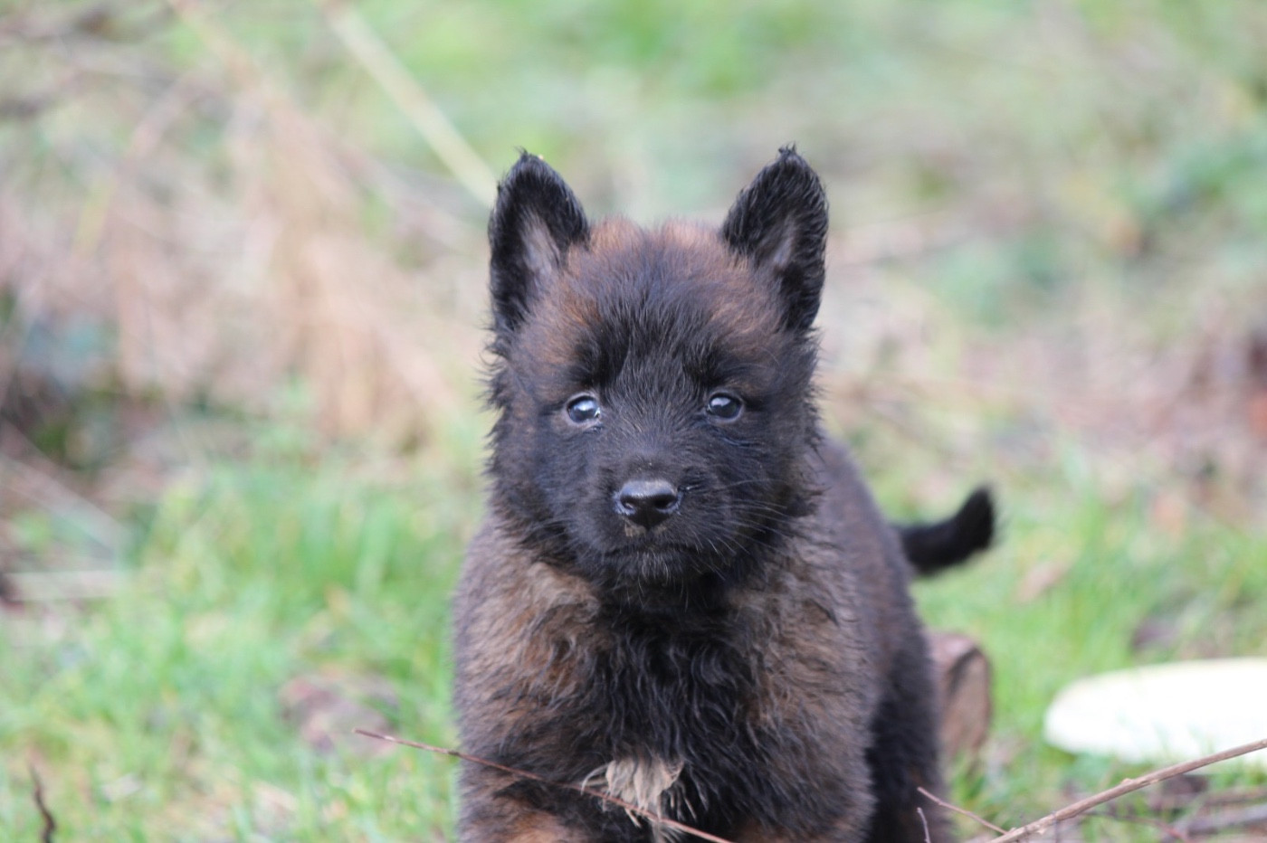 De La Combe Des Bergers - Chiots disponibles - Berger Belge