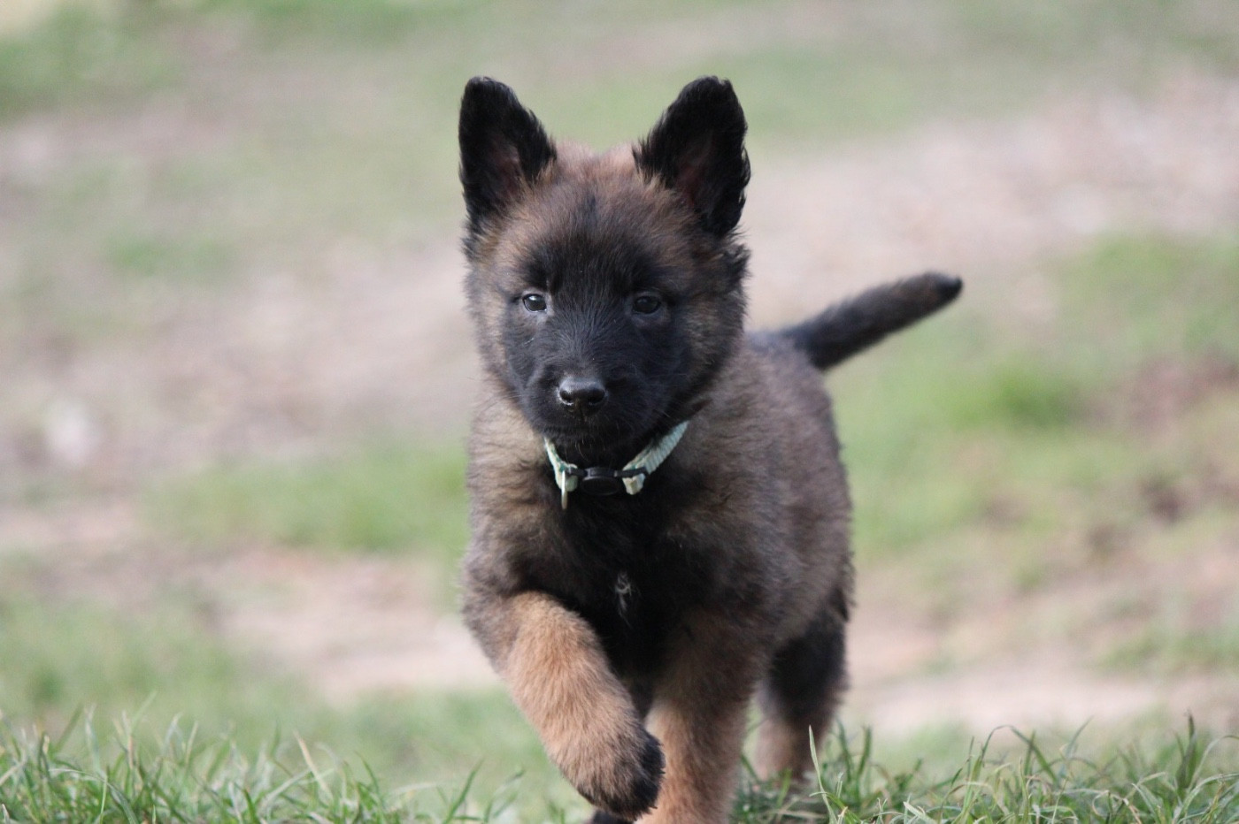 De La Combe Des Bergers - Chiots disponibles - Berger Belge