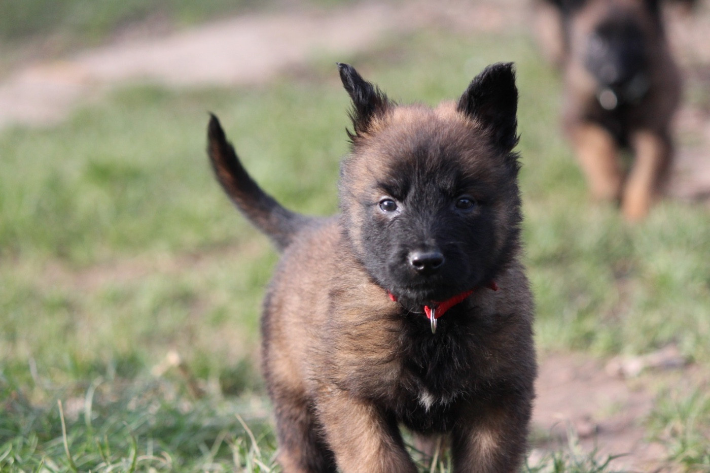 De La Combe Des Bergers - Chiots disponibles - Berger Belge
