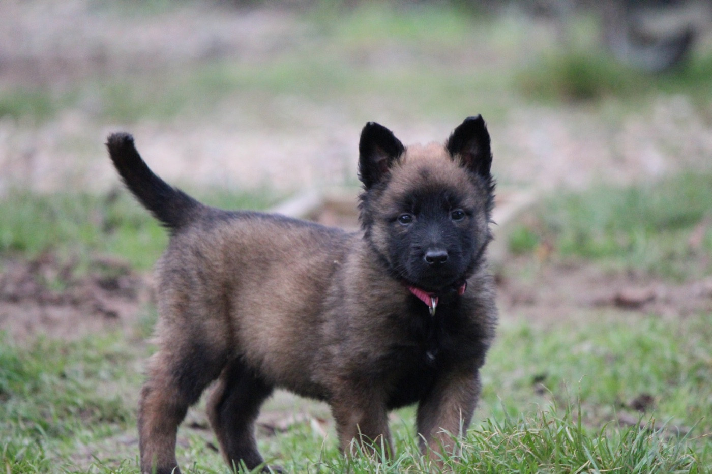 De La Combe Des Bergers - Chiots disponibles - Berger Belge