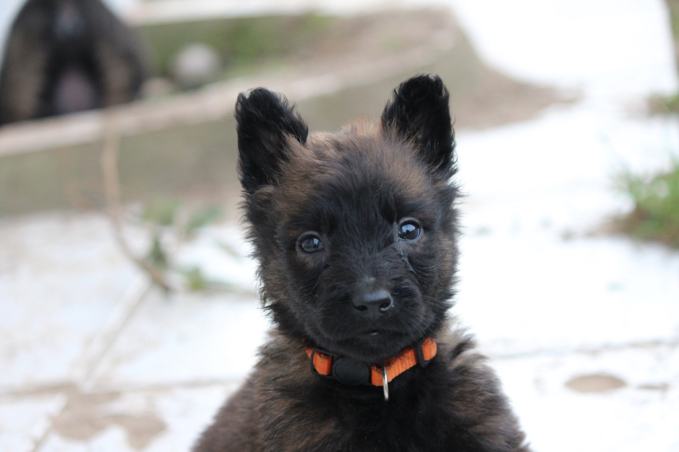 De La Combe Des Bergers - Chiots disponibles - Berger Belge