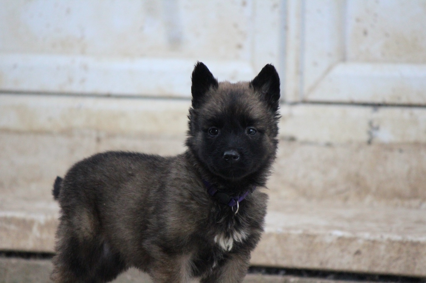 De La Combe Des Bergers - Chiots disponibles - Berger Belge