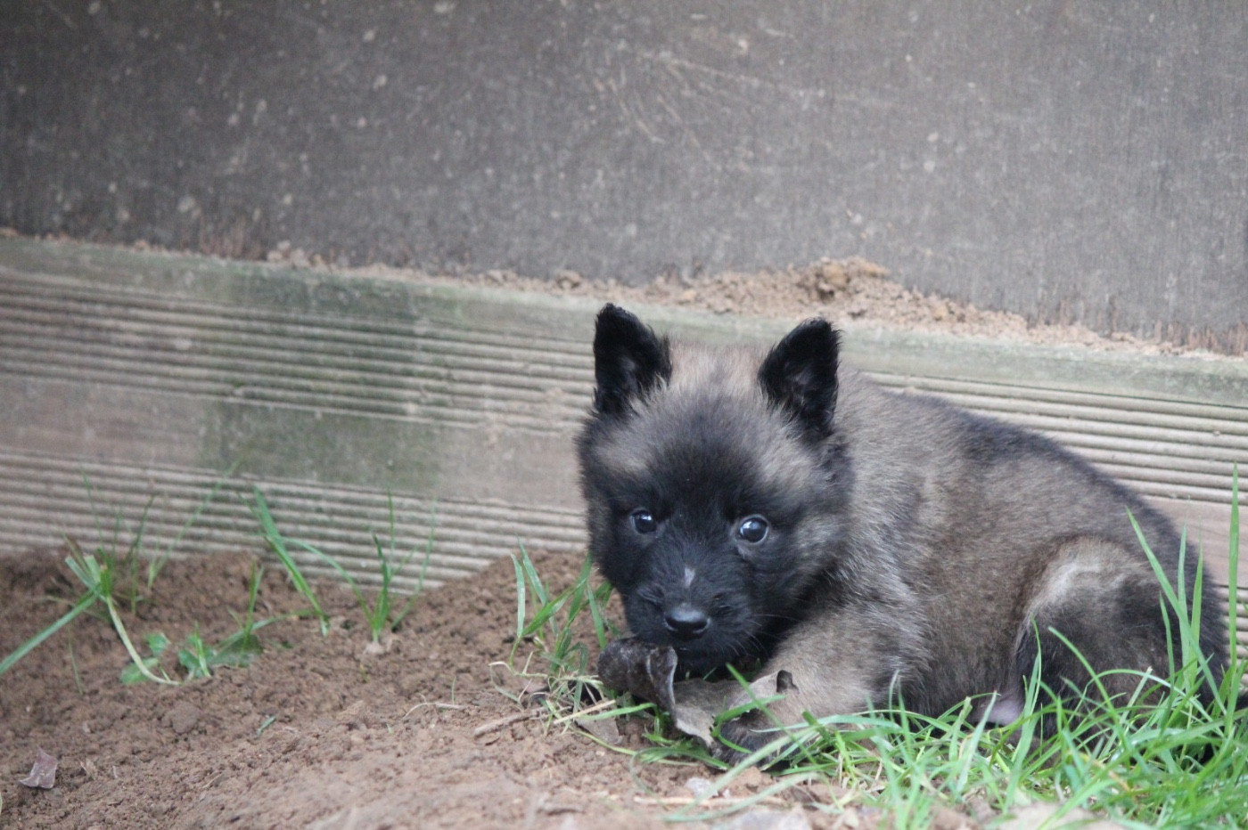 De La Combe Des Bergers - Chiots disponibles - Berger Belge