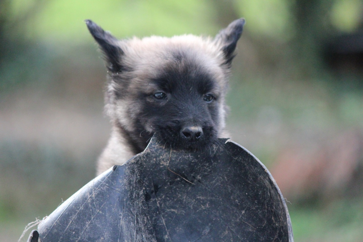 De La Combe Des Bergers - Chiots disponibles - Berger Belge