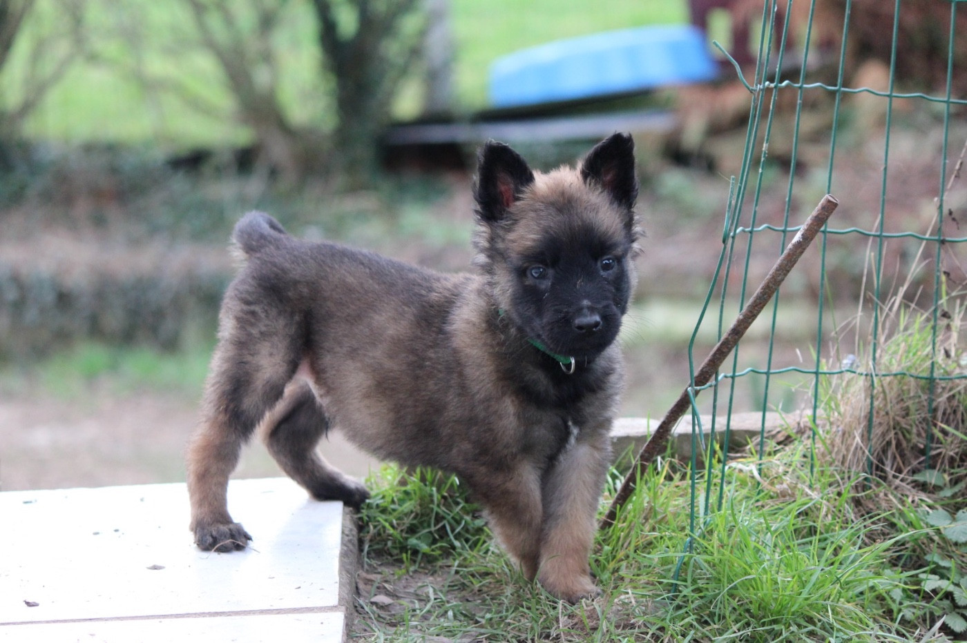 De La Combe Des Bergers - Chiots disponibles - Berger Belge