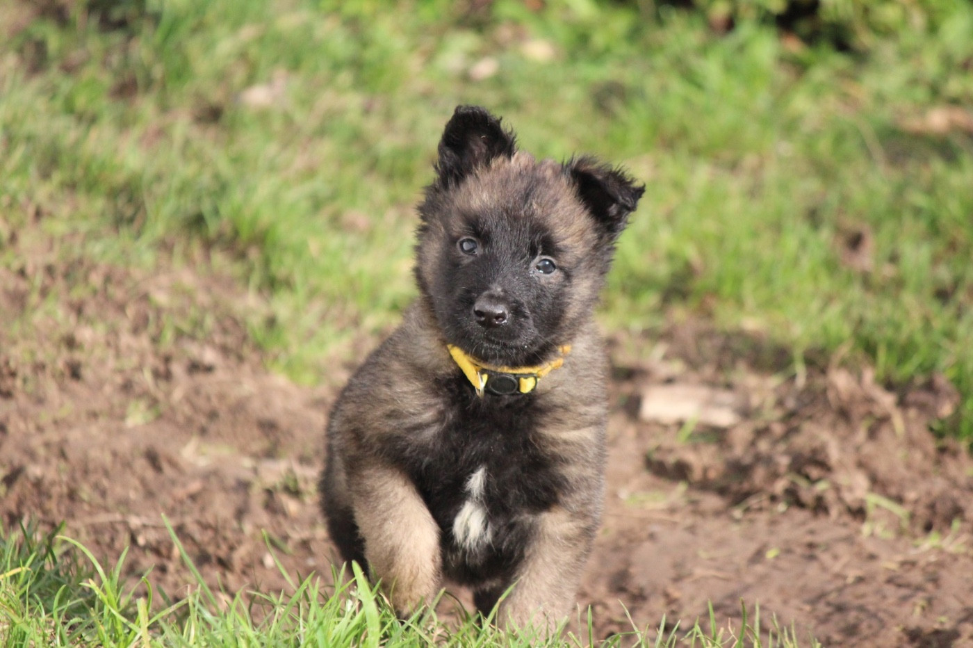 De La Combe Des Bergers - Chiots disponibles - Berger Belge