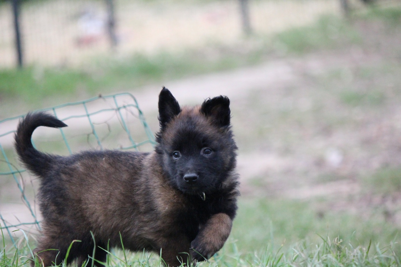 De La Combe Des Bergers - Chiots disponibles - Berger Belge