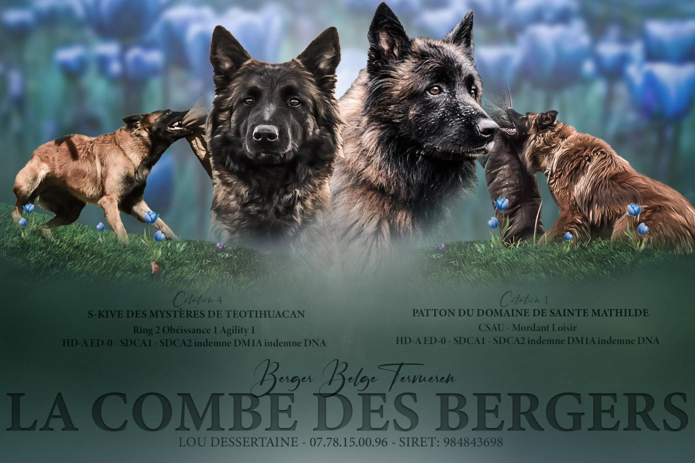 Chiot Berger Belge De La Combe Des Bergers