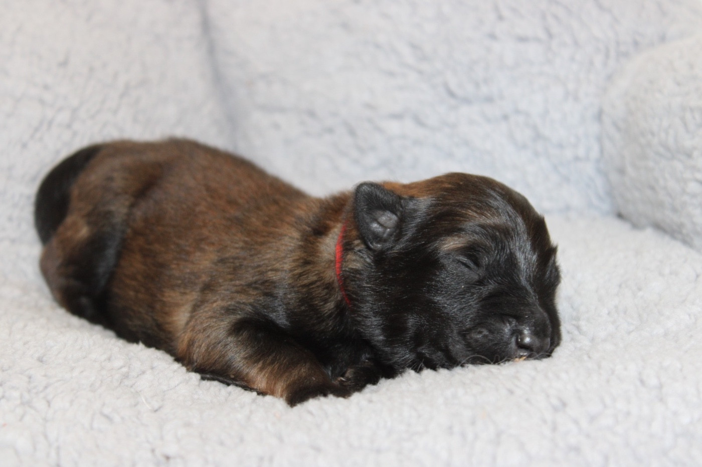 De La Combe Des Bergers - Chiots disponibles - Berger Belge