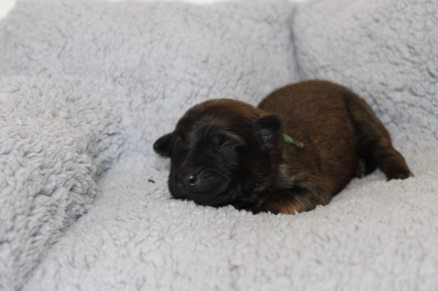 De La Combe Des Bergers - Chiots disponibles - Berger Belge