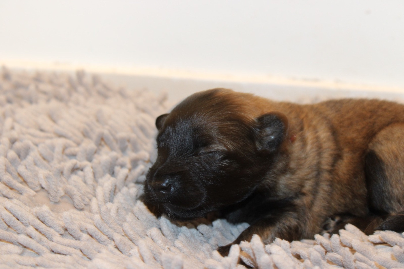 De La Combe Des Bergers - Chiots disponibles - Berger Belge