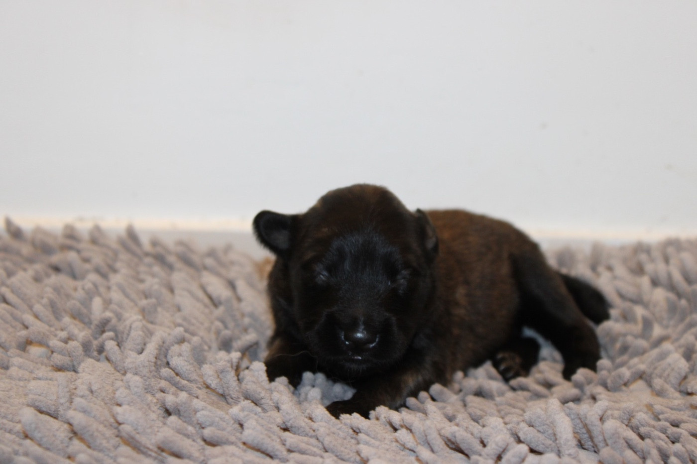De La Combe Des Bergers - Chiots disponibles - Berger Belge