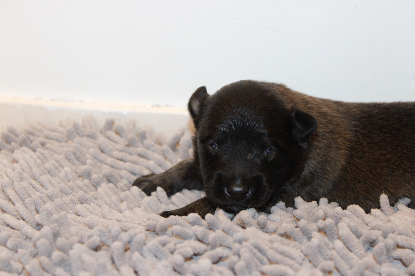De La Combe Des Bergers - Chiots disponibles - Berger Belge