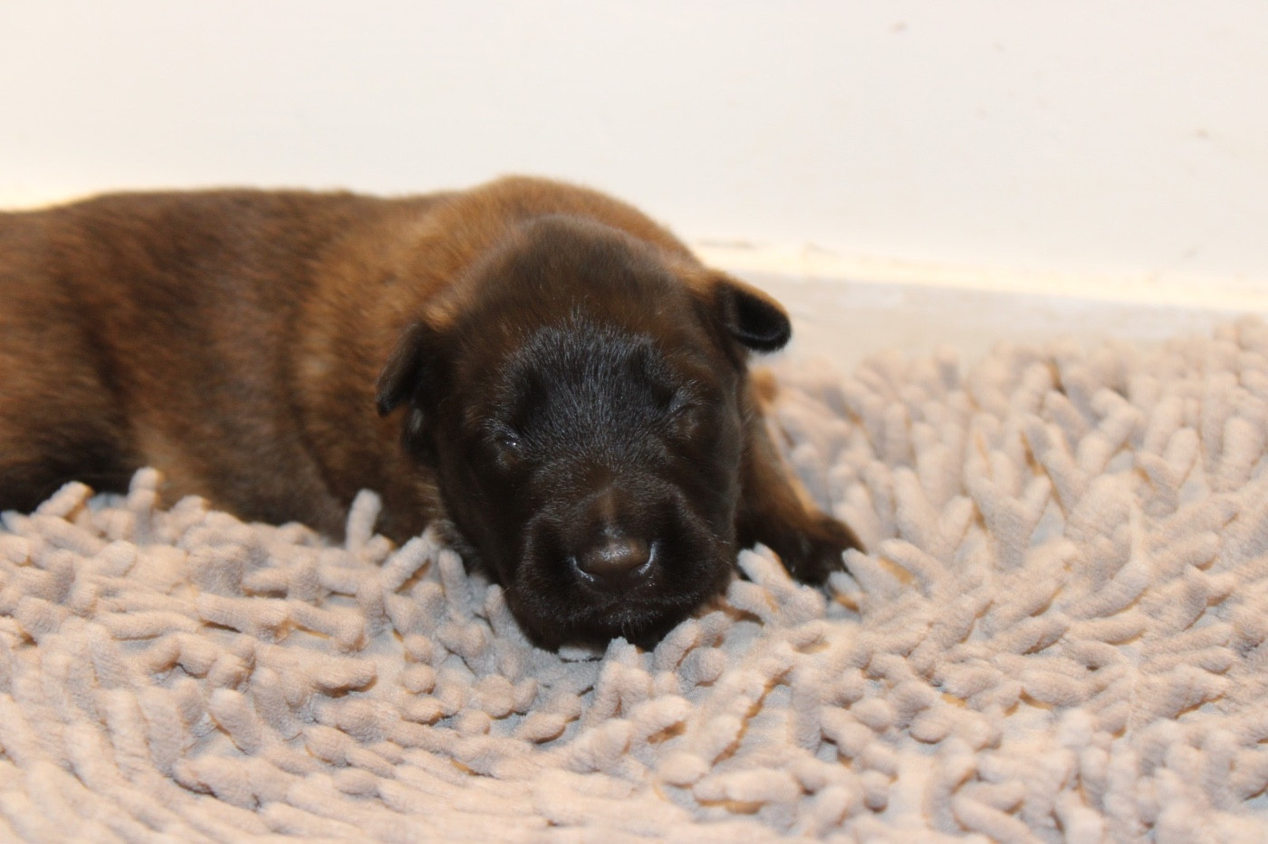De La Combe Des Bergers - Chiots disponibles - Berger Belge