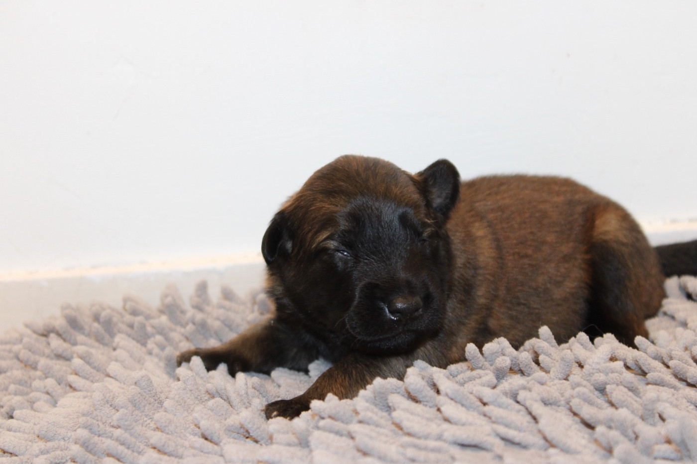 De La Combe Des Bergers - Chiots disponibles - Berger Belge