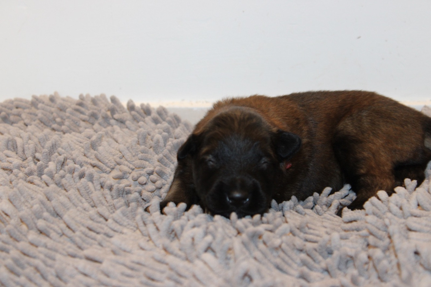 De La Combe Des Bergers - Chiots disponibles - Berger Belge