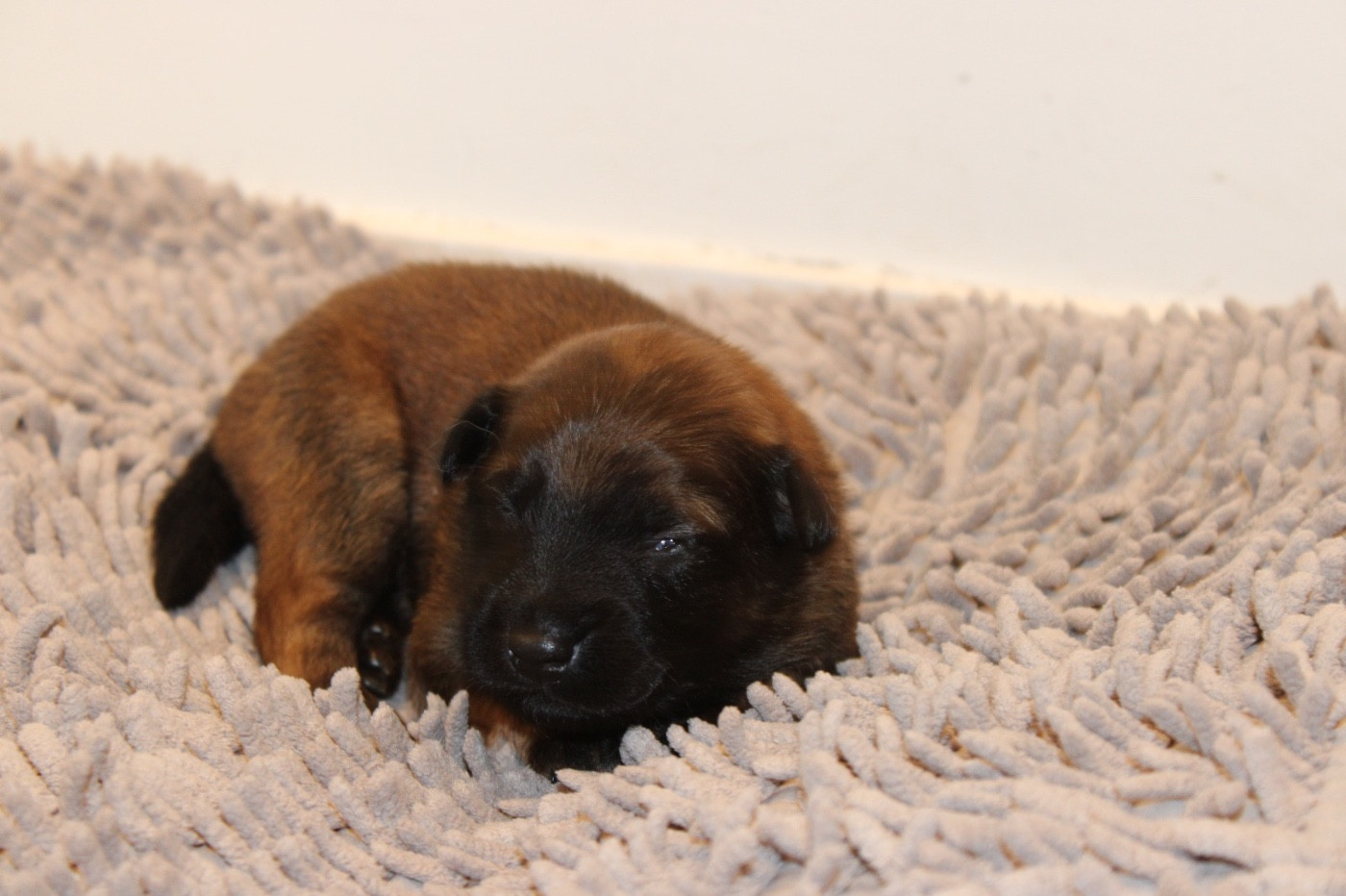 De La Combe Des Bergers - Chiots disponibles - Berger Belge