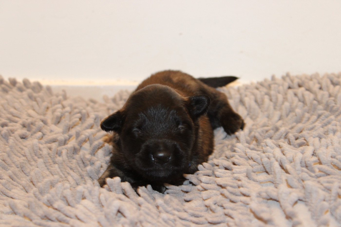 De La Combe Des Bergers - Chiots disponibles - Berger Belge