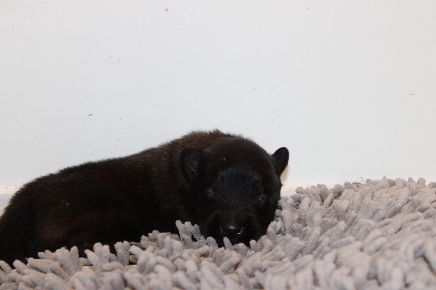 De La Combe Des Bergers - Chiots disponibles - Berger Belge