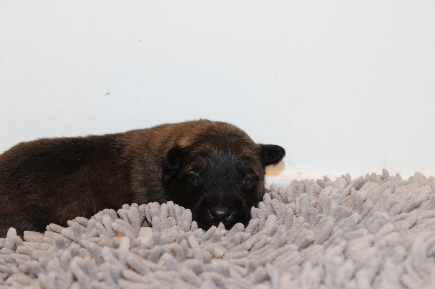 De La Combe Des Bergers - Chiots disponibles - Berger Belge