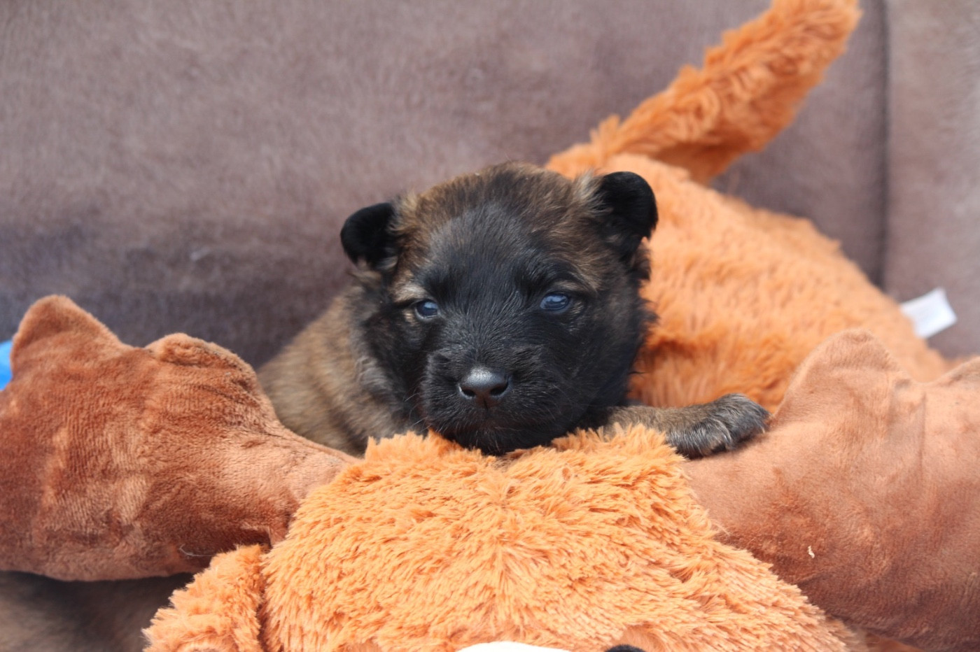 De La Combe Des Bergers - Chiots disponibles - Berger Belge