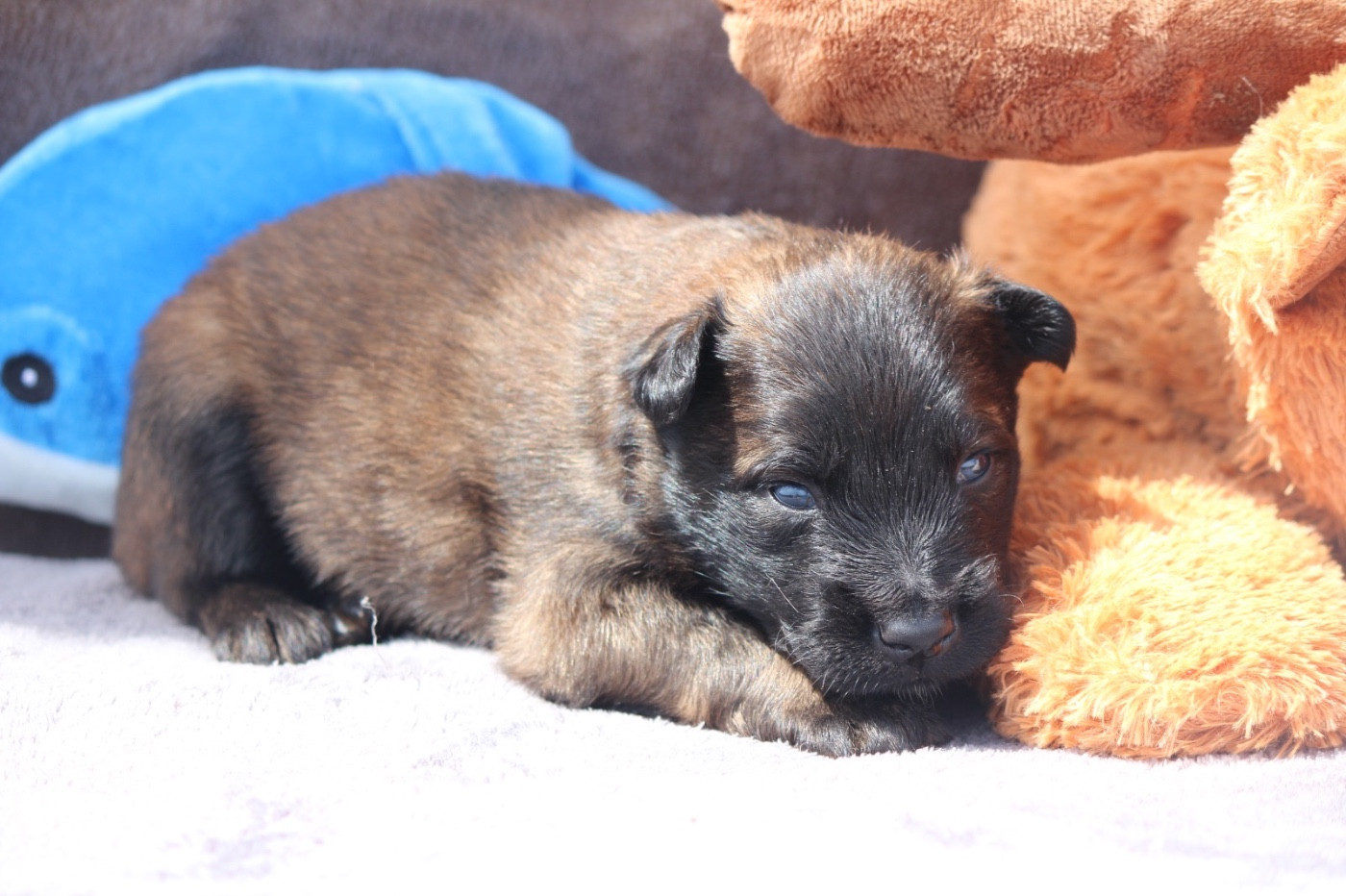 De La Combe Des Bergers - Chiots disponibles - Berger Belge