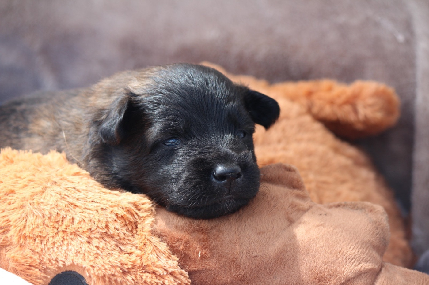De La Combe Des Bergers - Chiots disponibles - Berger Belge