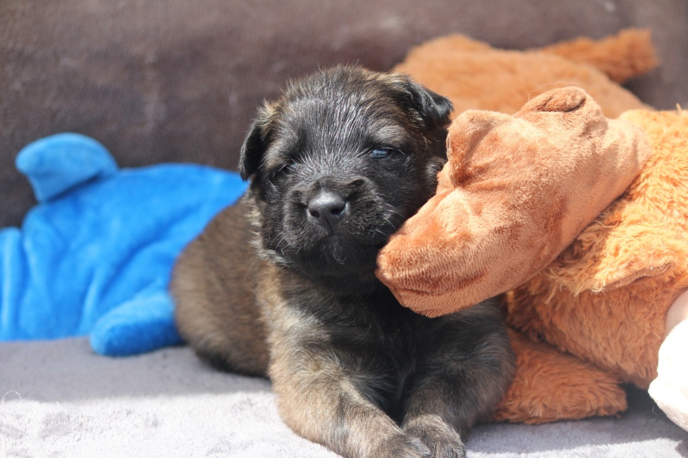 De La Combe Des Bergers - Chiots disponibles - Berger Belge