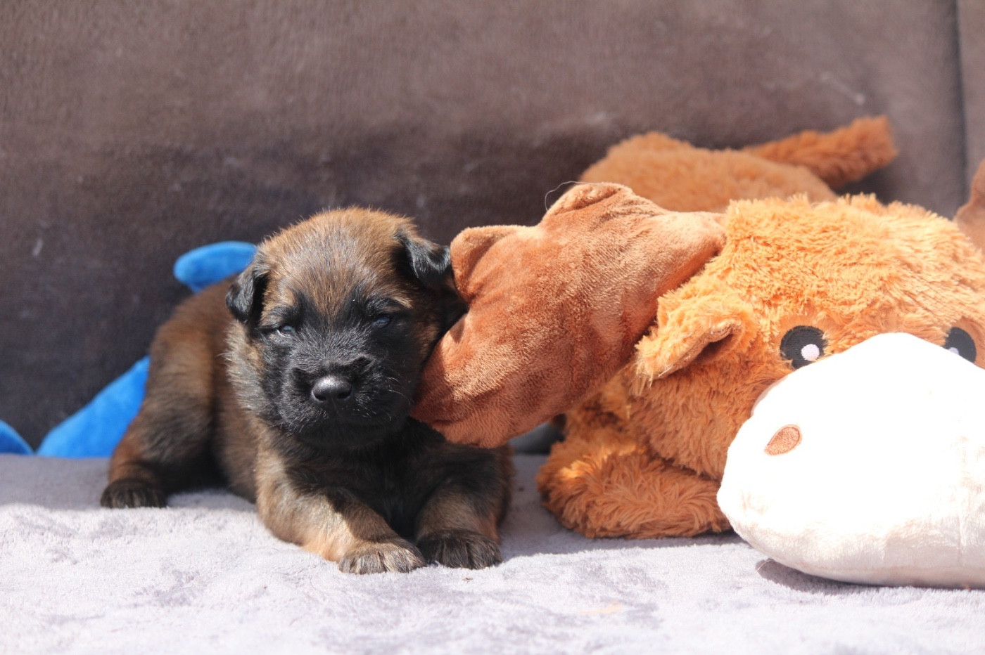 De La Combe Des Bergers - Chiots disponibles - Berger Belge