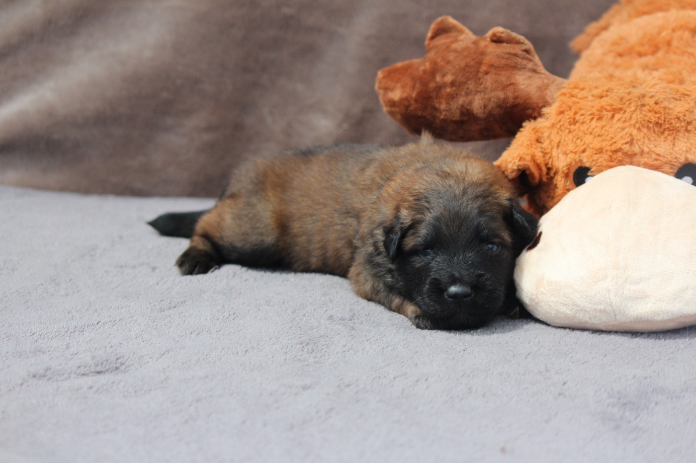 De La Combe Des Bergers - Chiots disponibles - Berger Belge