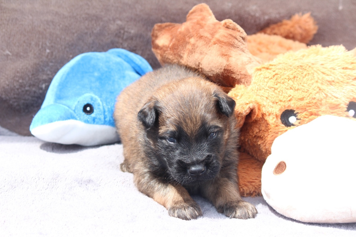 De La Combe Des Bergers - Chiots disponibles - Berger Belge